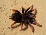 Tarantel-spinne.jpg