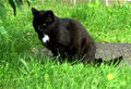 Katze-schwarz-klein.jpg
