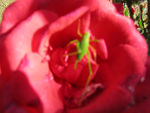 Rose-grashuepfer.jpg